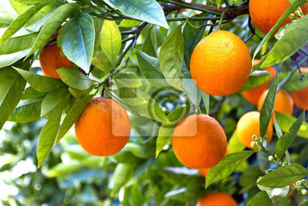 Фотообои - Апельсиновое дерево