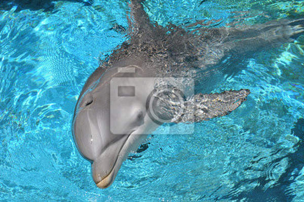 Фотообои - Дельфин плавает в воде
