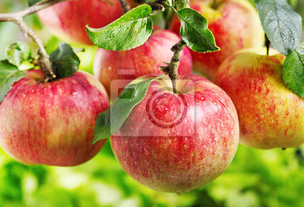 Фотообои - Красные яблоки