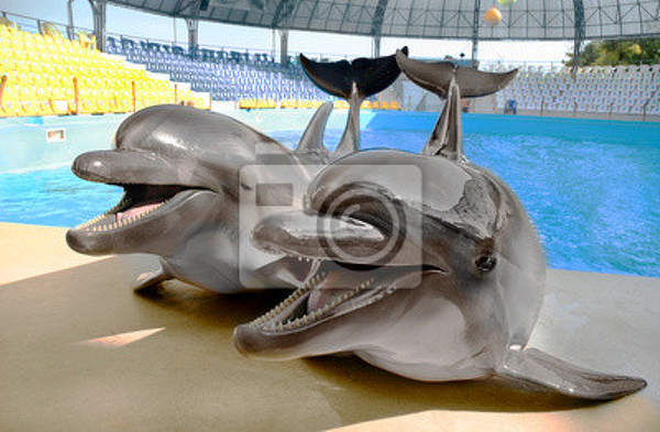 Фотообои - Дельфины радуются