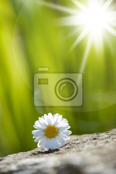 Фотообои - Цветок на камне