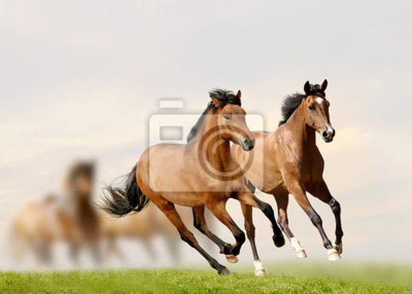 Фотообои с лошадьми