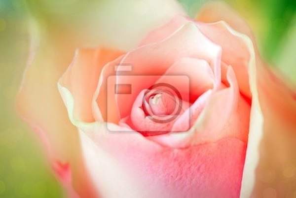 Фотообои с розовой розой крупным планом