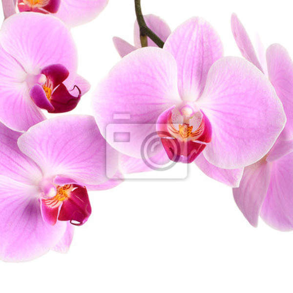 Фотообои - Розовые орхидеи на белом