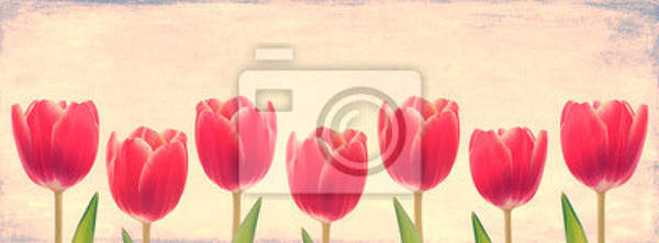Фотообои - Семь розовых тюльпанов