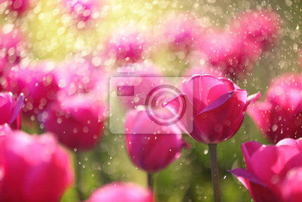 Фотообои - Розовые тюльпаны