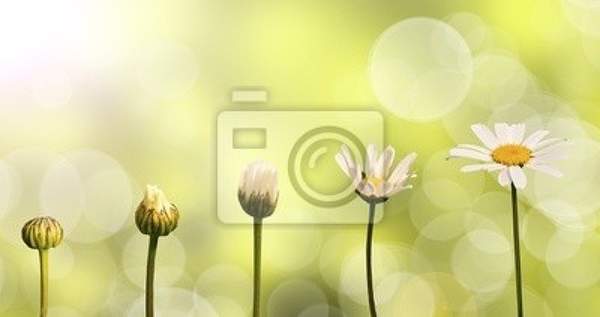 Фотообои - Этапы роста цветка