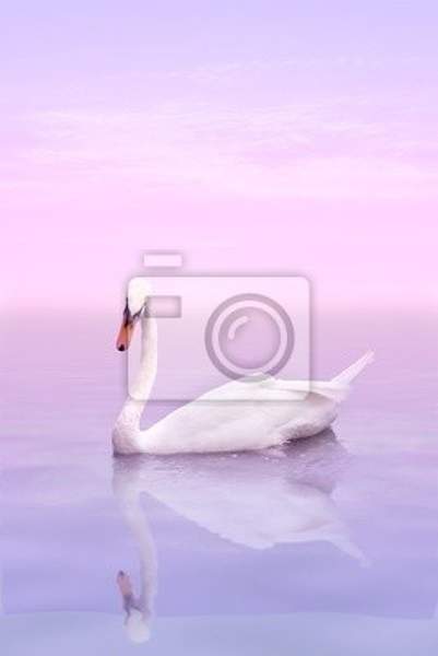 Фотообои - Лебедь на нежном восходе