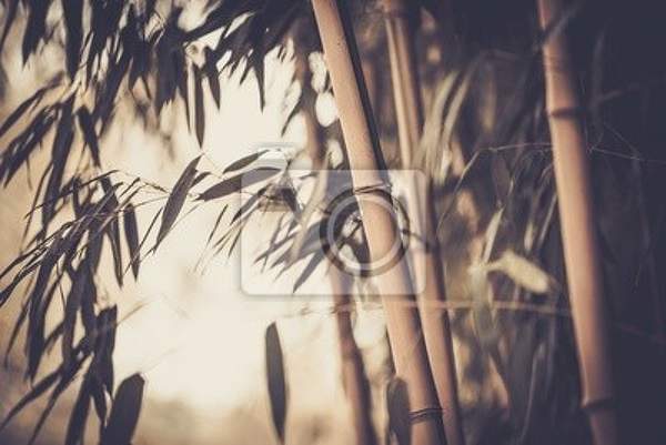 Фотообои - Изображение бамбука
