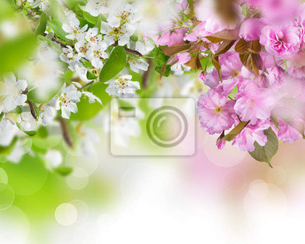 Фотообои - Бело-розовое цветение
