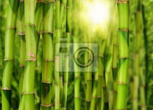 Фотообои с молодым бамбуком