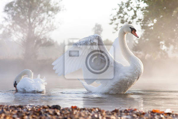 Фотообои с лебедями на озере