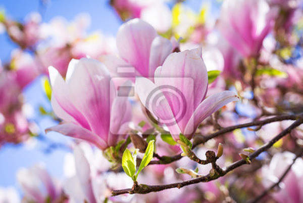Фотообои - Ветвь магнолии