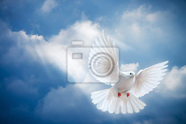 Фотообои - Полет голубя