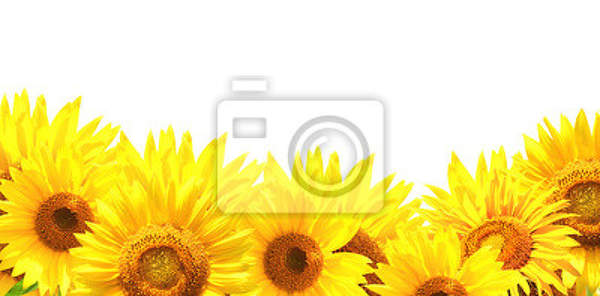 Фотообои - Цветы солнца