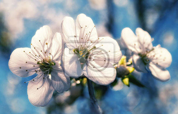 Фотообои - Цветки яблони 