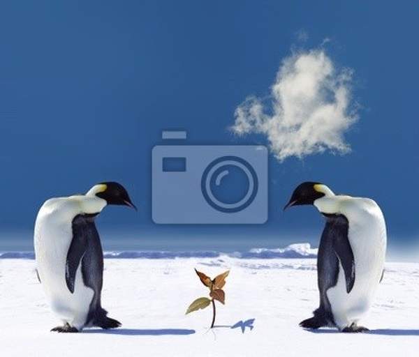 Фотообои - Парочка пингвинов