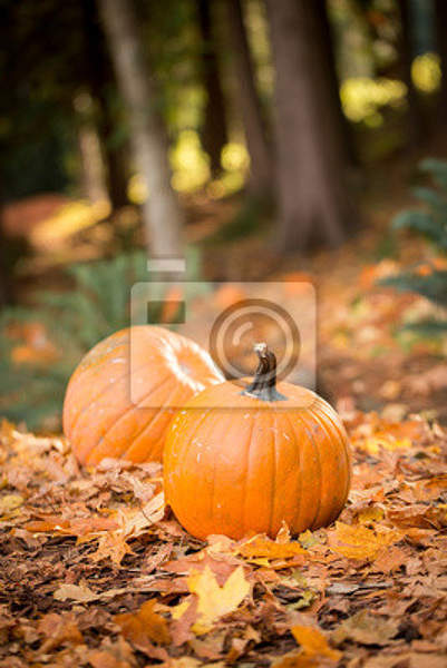 Фотообои - Осень в лесу