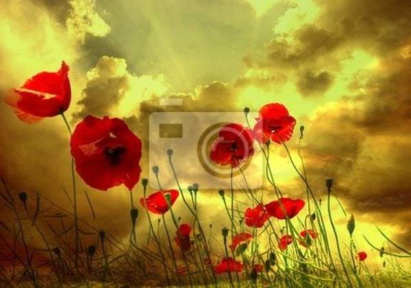 Фотообои на стену - Маковый пейзаж