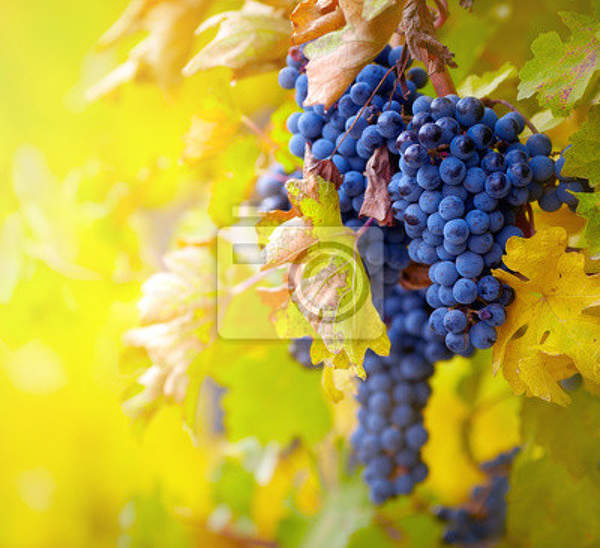 Фотообои - Красивый виноград осенью