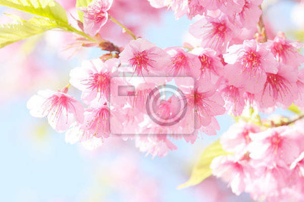 Фотообои - Розовые цветы сакуры
