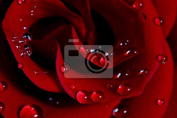 Фотообои - Роза с каплями воды