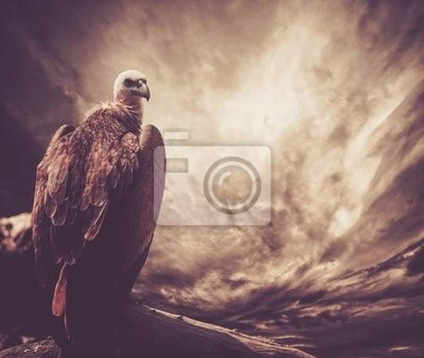 Фотообои - Шторм и орел