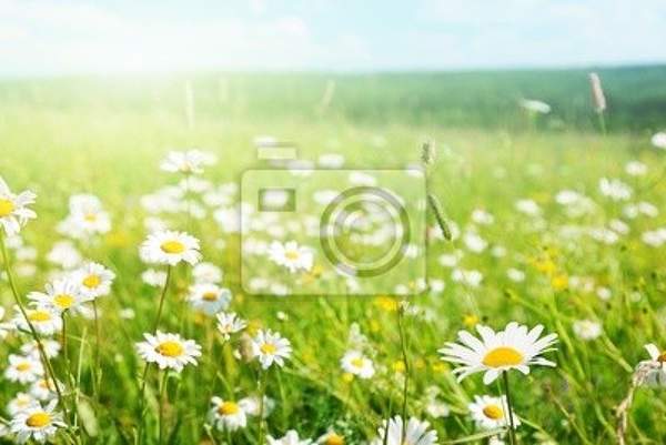 Фотообои - Ромашковое поле