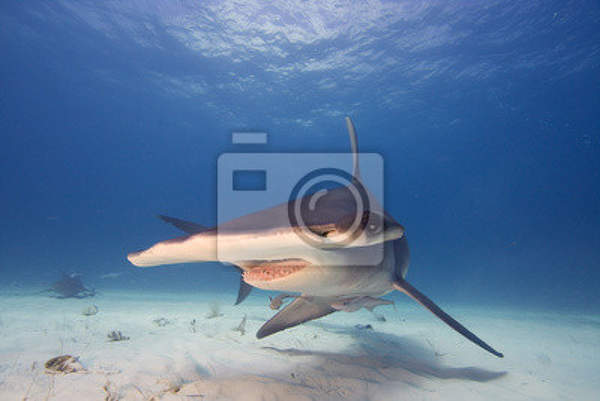Фотообои с большой акулой
