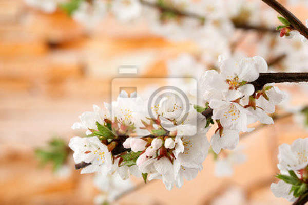 Фотообои - Белые цветы на ветви