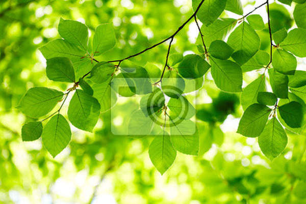 Фотообои с листвой
