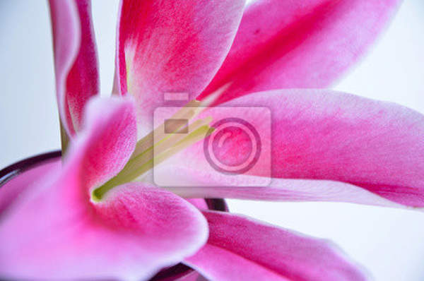Фотообои - Розовый цветок