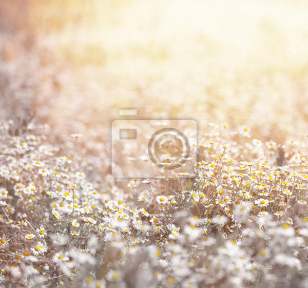 Фотообои - Ромашковый пейзаж