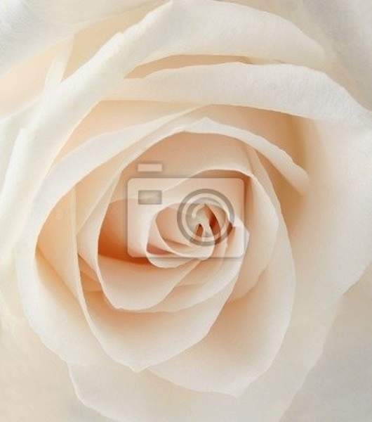 Фотообои - Белая крупная роза