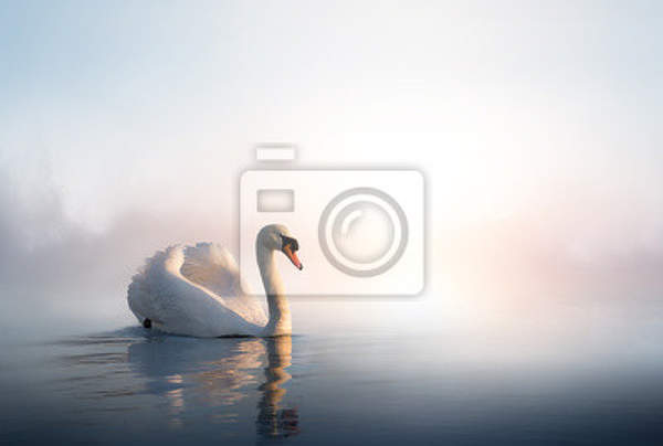 Фотообои - Лебедь на рассвете