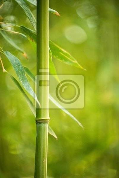 Фотообои - Стебель молодого бамбука