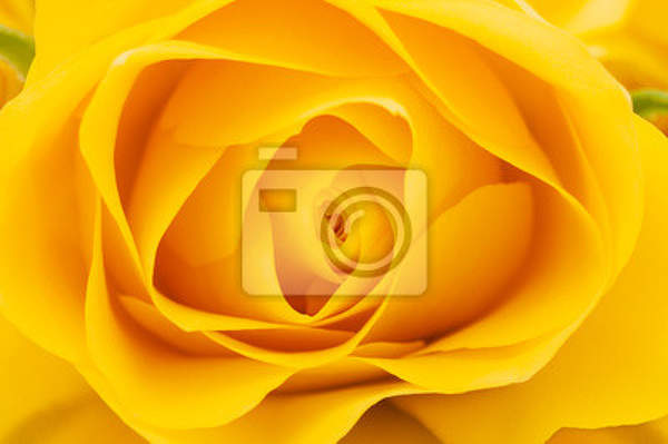 Фотообои с желтой розой крупным планом