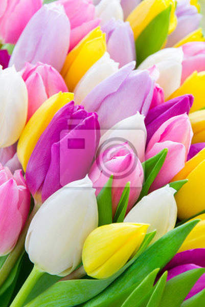 Фотообои - Разноцветные тюльпаны