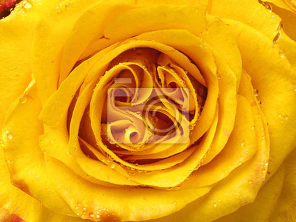 Фотообои - Желтая роза крупным планом