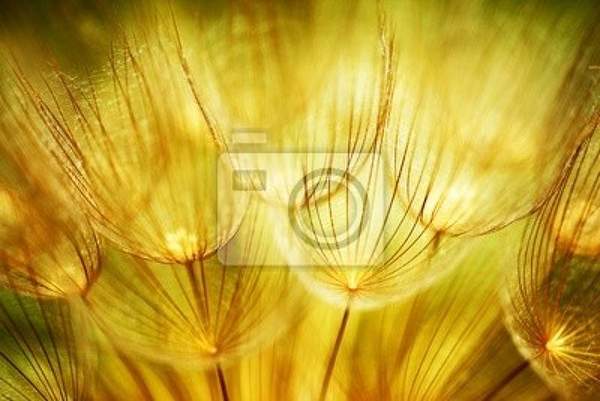 Фотообои - Одуванчик в теплых тонах
