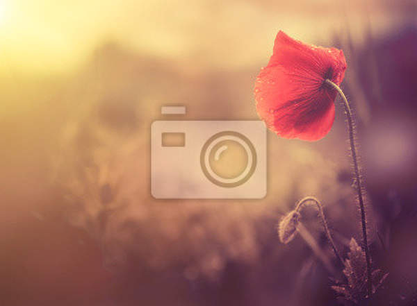 Фотообои - Пейзаж с маком