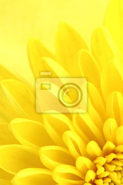 Фотообои - Желтая хризантема