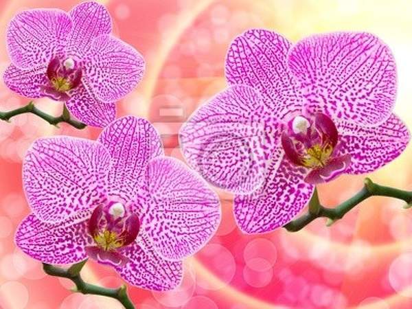 Фотообои для стен с крупными орхидеями