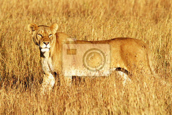 Фотообои - Львица в Африке