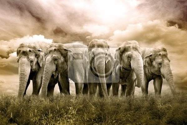 Фотообои на стену - Стадо слонов