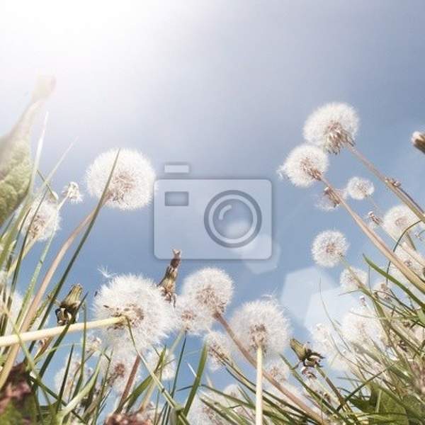 Фотообои - Одуванчиковое поле