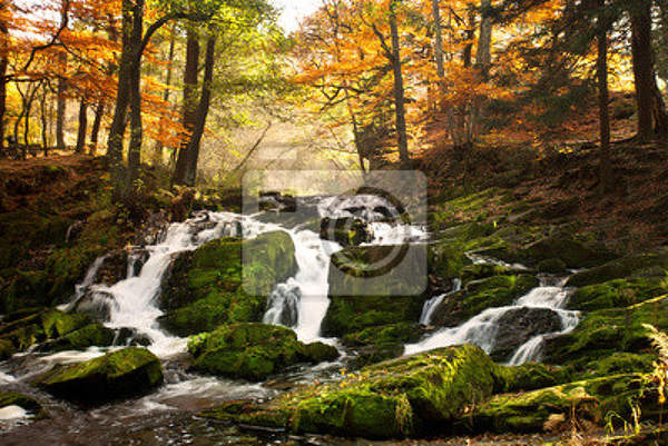 Фотообои с лесным ручьем