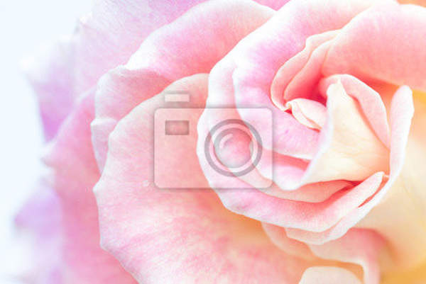 Фотообои - Розовая роза