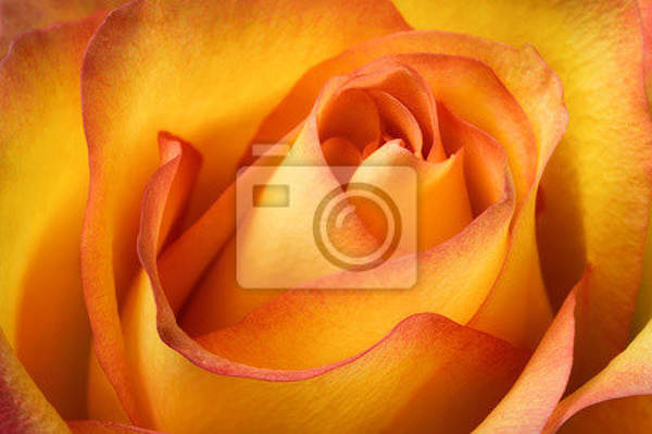Фотообои - Желто-оранжевая роза