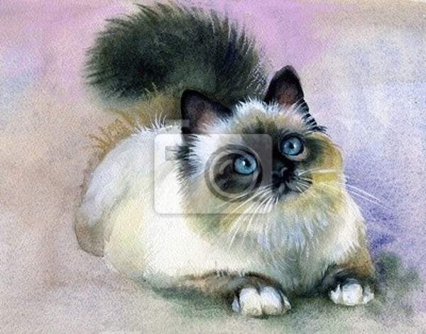 Арт-обои - Сиамская кошка